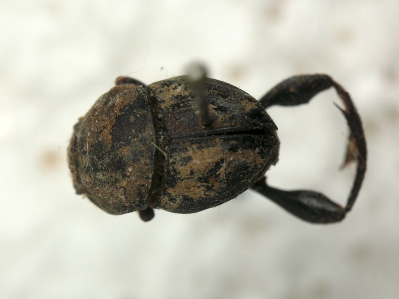 Sisyphus schaefferi (Linnaeus, 1758)